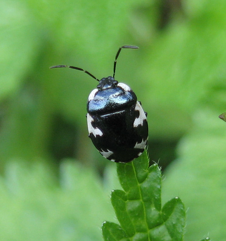 Heteroptera del 